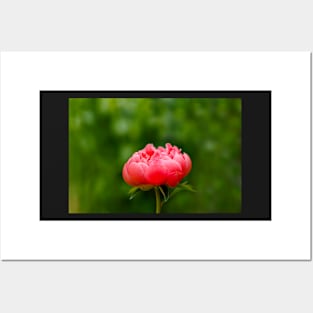 Peach peony flower Posters and Art